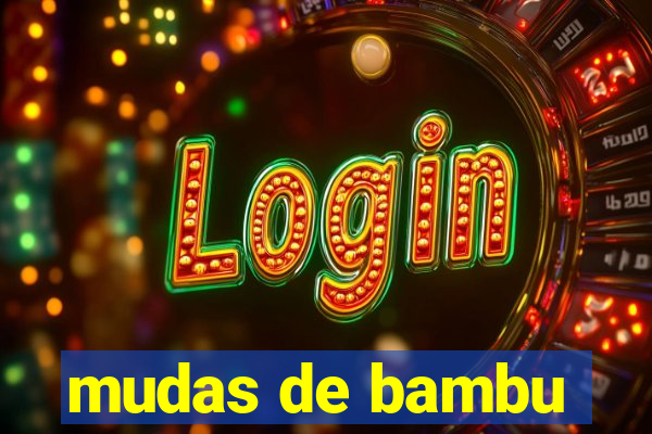 mudas de bambu