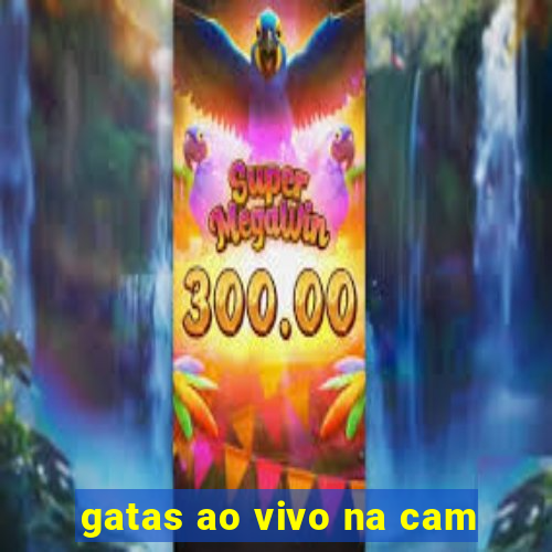 gatas ao vivo na cam